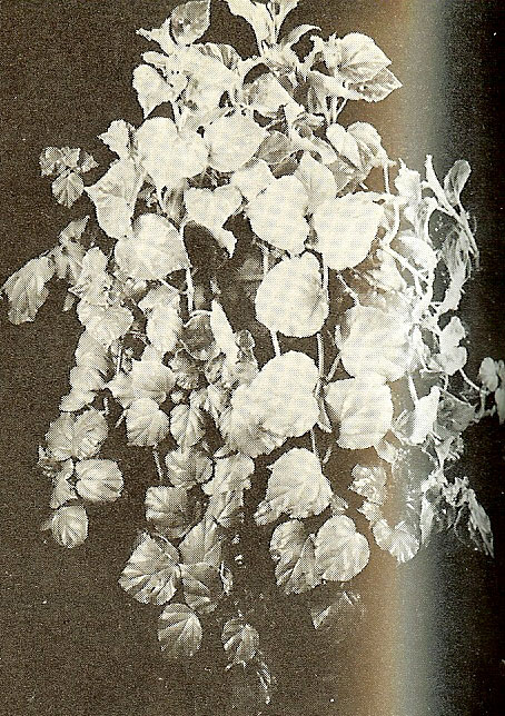 B. scandens var. cordifolia
